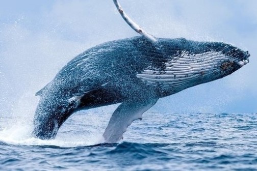a whale jumping out of the water