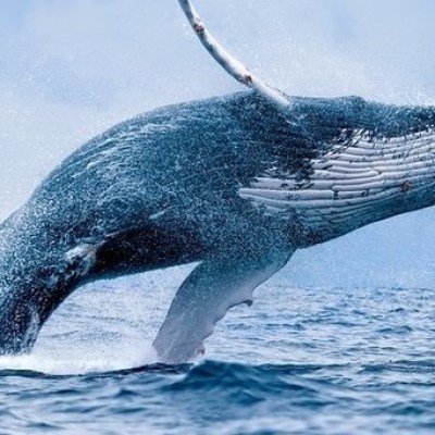 a whale jumping out of the water
