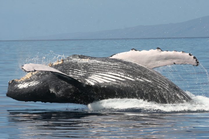 a whale jumping out of the water