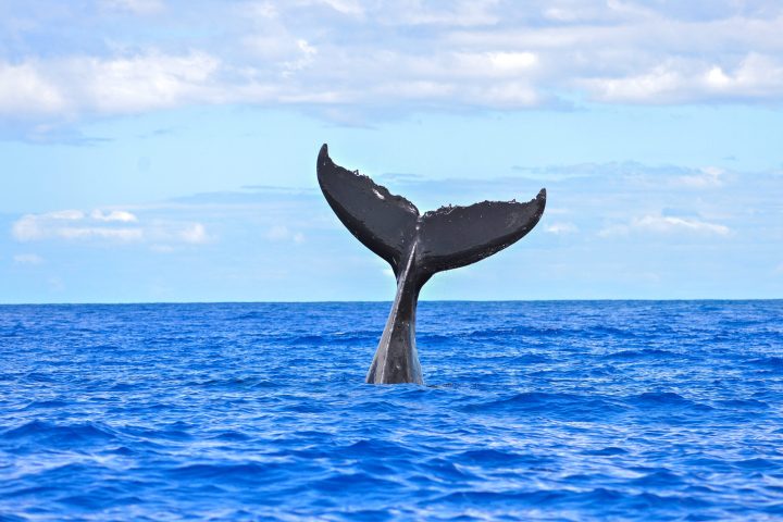a whale jumping out of a body of water