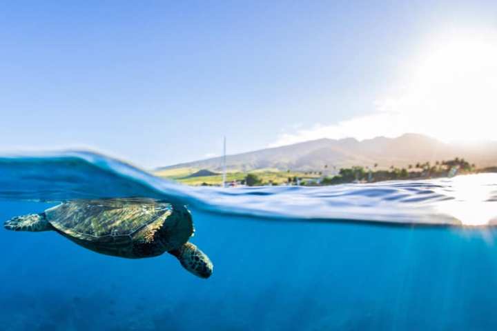 a turtle swimming under water