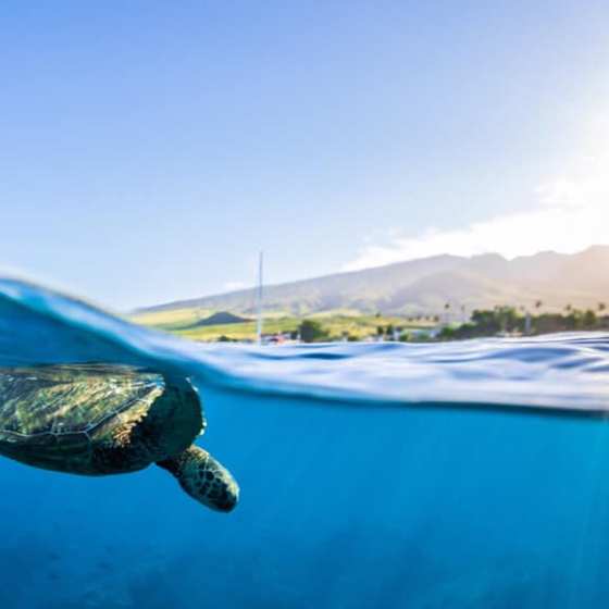 a turtle swimming under water