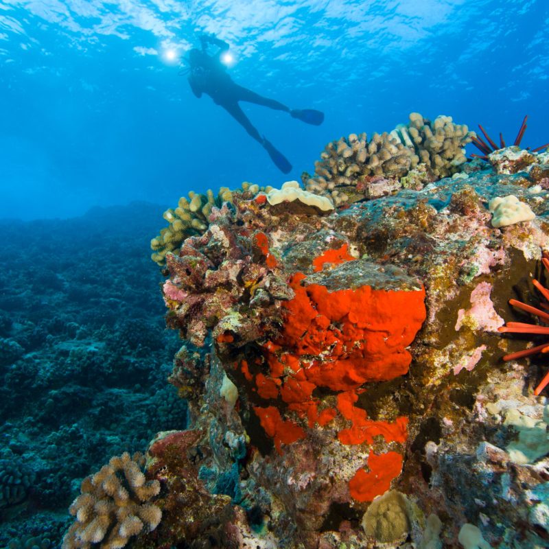 underwater view of a coral